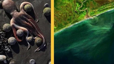 Biyologlar bile çaresiz: Gizemli felaket can alıyor. Yüzde 95’i öldü