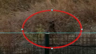 Genç kız İstanbul'un göbeğinde ayı ile göz göze geldi. Duyan şaşkına döndü