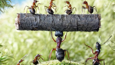 İşte karınca teorisi. Dünyadaki her şeyi açıklıyor. 100 kırmızı karınca 100 de siyah karınca alın koyun aynı kavanoza koyun. Sonucuna sizde inanamayacaksınız