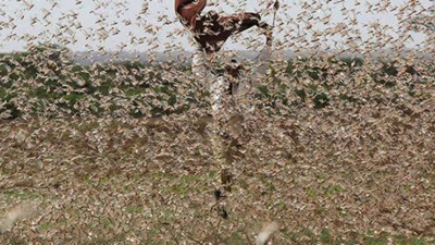 Ve beklenen geldi. Çekirgeler tüm tarlaları işgal etti. Kıyamet gibi manzara