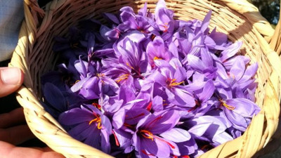 Kilosu tam 40 bin TL. Eken zengin oluyor. Yeni gözde safran