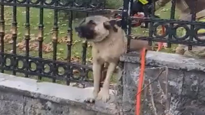 İstanbul'da demir parmaklıklara sıkışan köpek kurtarıldı
