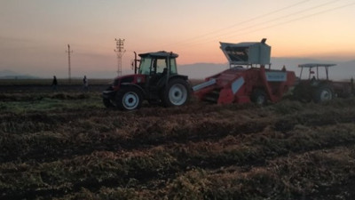 Gaziantep'te feci olay. Fıstık hasadında can verdi