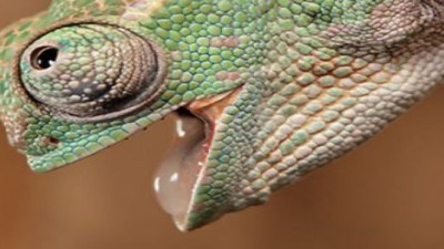 Mersin'deki işyerinin deposunda buldu. Belediye alarma geçti.