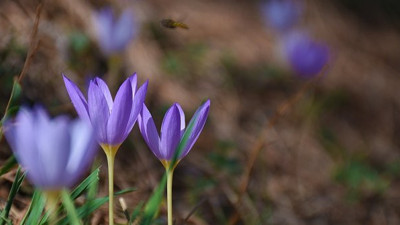 Kışın habercisi vargitler açıldı