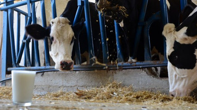 Veteriner Hekim Murat Hız'dan şok açıklama. Vatandaşa süt diye bakın ne içirmişler