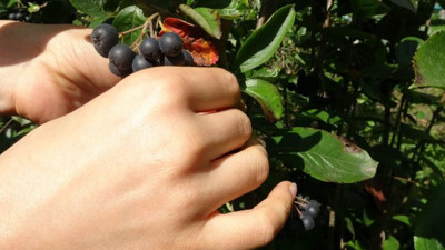 Bu meyve soğuk havaları ısıtıyor. Kuzey Amerika'dan geldi. Karadeniz'in Trabzon Şehri'nde toprakla buluştu