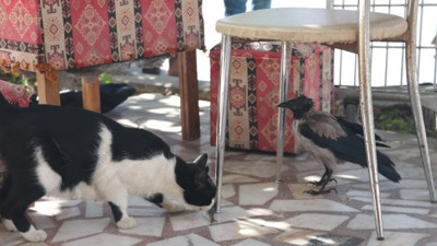 Antalya'da miyavlayan karga şaşkına çevirdi