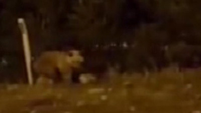 Ardahan'da aç kalan ayı çarşıya indi