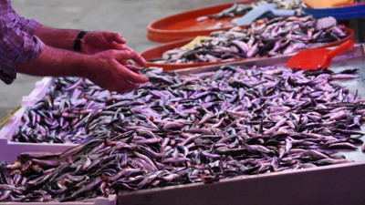 Eskişehir' de hamsinin fiyatını gören kaçıyor. 2 günde altın ve dolardan fazla değer kazandı