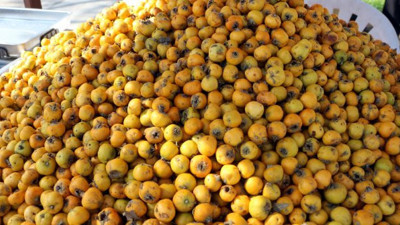 Alıç meyvesinin çekirdeği hastanelik ediyor. Matkap gibi bağırsakları deliyor. Prof. Dr. Namık Özkan açıkladı