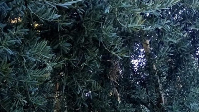 Zeytin canına mal oldu