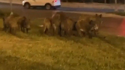 İzmir'de heyecan yaratan görüntüler. Babaaa koş domuz var.
