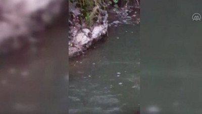 Nesli tükenme üzereydi Ankara Kirmir Çayı'nda görüntülendi