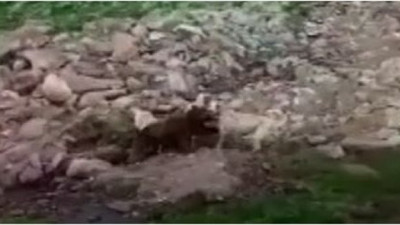 Köpeklerini ayı yavrularının üstüne saldı. Tek bir ayı 3 köpeğe böyle kafa tuttu