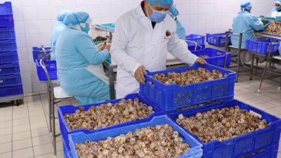 Bilecik'te salyangozun dolmasını yaptılar. Ton ton ihraç ediyorlar. Porsiyonu 80 Euro