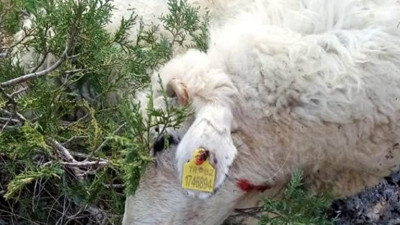 Isparta'da meleyen koyunların hazin sonu. Çobanın çığlıkları dağlarda yankılandı