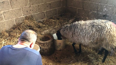 Sakaryalı besiciyi sevinçten havalara uçuran haber. Saya saya bitiremedi