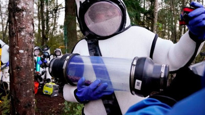 ABD'de katil eşek arılarına nefes kesen operasyon. Kanat açıklığı 7 santimetre, her yıl 50 insanı öldürüyorlar