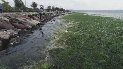 İzmir'de deniz yeşile büründü görenler şaşkına döndü. Nereden geldiği bilinmiyor