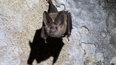 Yarasalar ile ilgili yapılan deney şok etkisi yarattı. İnsanlar bile bunu beceremiyor