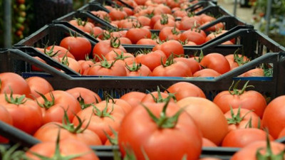 Yasak kalktı. Irak'a domates ihracatı yeniden başladı