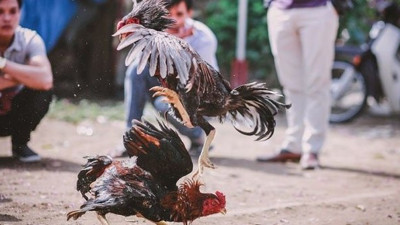 Filipinler'de horoz dövüşüne giden polisi pençe darbesi öldürdü. Akıllara durgunluk veren olay
