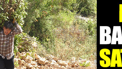 Tarım bitince defne yaprakları yeni geçim kaynakları oldu. Dikenler içinden toplayıp sırtlarında indiriyorlar. Dünyanın birçok ülkesine ihraç ediliyor