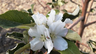 Çiçek açan elma ağacı bakın neyin habercisi