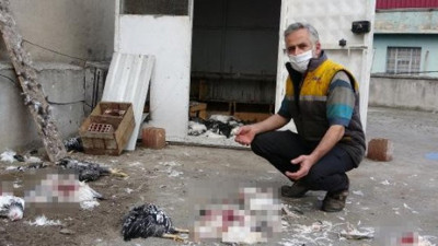 Tavukların çığlıklarına kimse yetişemedi. 53 tavuğun acı sonu sahibini mahvetti