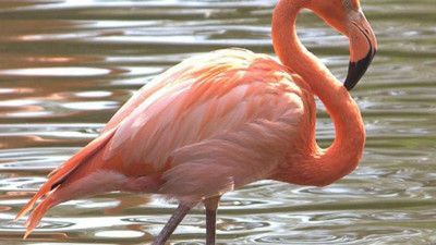 Flamingo avına rekor ceza
