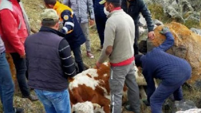 Kayalıklardan düşen inek, saatler süren operasyon ile kurtarıldı