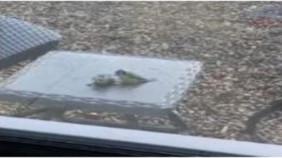 Mavi Baştankara kuşu cama çarpıp ölen eşini canlandırdı. İnanılmaz olay