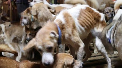 Japonya'da 30 metrekareden 164 köpek çıktı.Komşularının şikayeti ortaya çıkardı