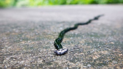 300 parçaya bölünse bile ölmüyor. Kesildiği noktadan yeni kafası çıkıyor. Bilim insanlarının nutku tutuldu