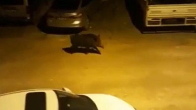 Hatay'da kent merkezine inen yaban domuzu böyle görüntülendi