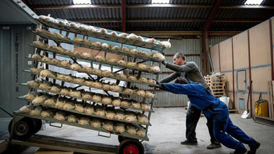 Vizonların 1 milyonu öldürüldü 16 milyonu daha öldürülecek, çarpıcı görüntüler televizyonda yayınlandı