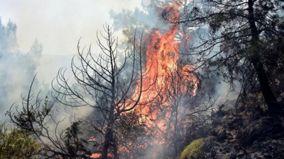 Hem çalıları hem ormanı yaktı