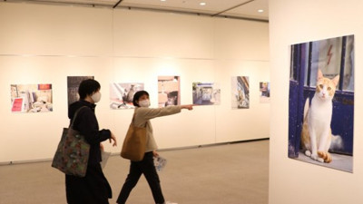 Tokyo’da "Türk kedisi" sergisi