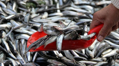 Tezgahların yeni gözdesi hamsi yine el yakıyor