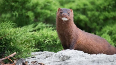 Korona virüslü vizon paniği. Sınıra kadar dayandı