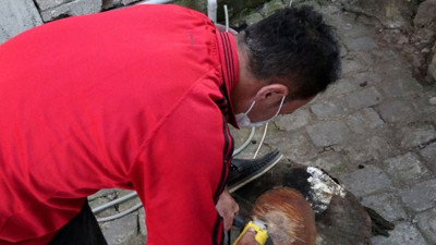 Kestiği ağacın gövdesine bakınca gözleri adeta yuvasından fırladı. Trabzon bu olayı konuşuyor
