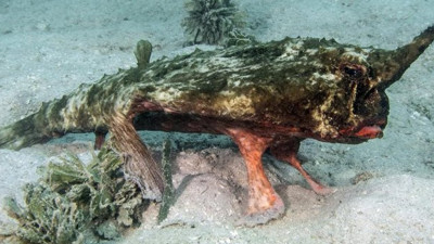 Denizlerin kayıp balığı avlanmak için yeniden ortaya çıktı. Boynuzları var, kumda yürüyor