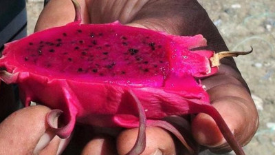 Bağışıklığı güçlendiriyor kalbi koruyor. Bunu yiyen şifa buluyor