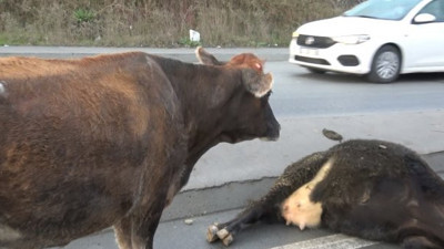 Mö mö diye inleyen ineğe son bakış