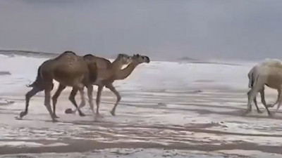 Çöl develerinin kar keyfi. İzlenme rekoru kırdı