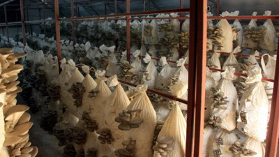 Hobi olarak yetiştirdi şimdi yılda 8 ton üretiyor. Siparişlere yetişemiyor