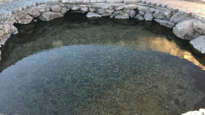 Sırtlarında yara olan balıkları sırrı. Üreyemiyorlar ama sayıları da azalmıyor