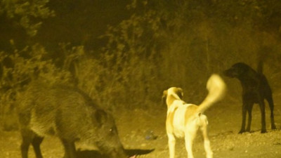 Domuz ve köpeklerin kan donduran kapışması