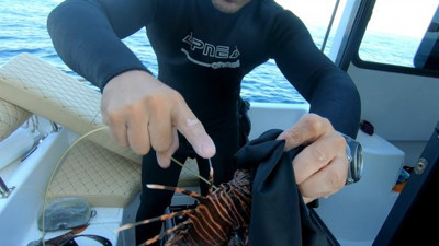 YouTuber Özsarı'yı, aslan balığı zehirledi